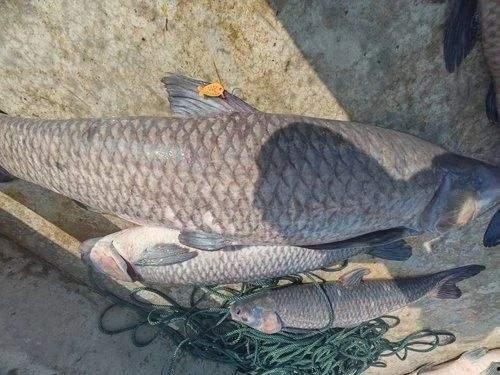 青鱼视频国产万部高清